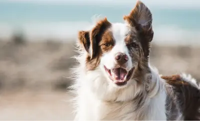 Happy dog with brown and white fur smiling on a beach
