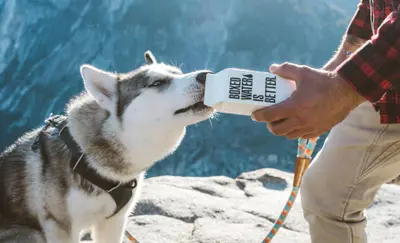 Husky drinking water poured from a carton on a rocky mountain overlook
